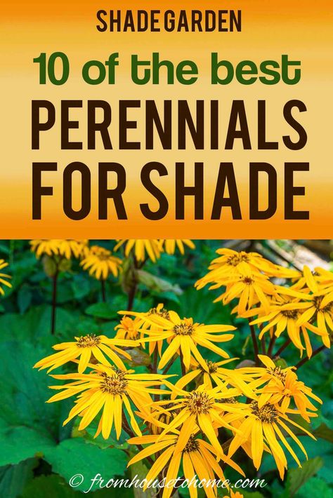 Shade Garden Perennials Zone 6, Shade Wildflowers Perennials, Wildflowers For Shade, Purple Shade Plants, Shade Gardens Under Tree, Morning Sun Afternoon Shade Perennials, Zone 6 Shade Perennials, Perinals Flowers Beds Shade, Ligularia Shade Garden