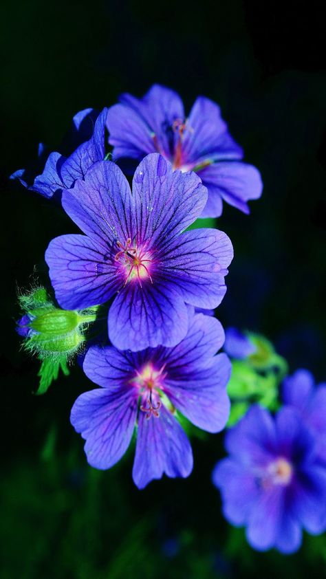 Geranium Flower, Alpine Plants, Garden Help, All Things Purple, Nature Garden, Beautiful Rose Flowers, Floral Background, Blooming Flowers, Beautiful Blooms