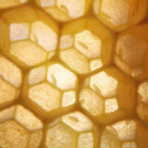 Bee larvae Honeycore Aesthetic, Honey Core, Bee Aesthetic, Honey Aesthetic, Sollux Captor, Raising Bees, Tattoo Health, Modern Farmer, Aesthetic Health