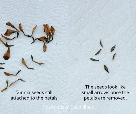 Learn how to easily collect and save zinnia seeds for beautiful garden flowers next year. Zinnias are an easy annual flower to grow from seed. This post shares how to harvest and store zinnia seeds as well as how to protect the buds if you want to ensure a flower true to the parent plant. How To Harvest Zinnia Seeds, Easiest Flowers To Grow, Zinnia Flowers, Backyard Vegetable Gardens, Free Plants, Annual Flowers, Beautiful Flowers Garden, Growing Seeds, Seed Starting