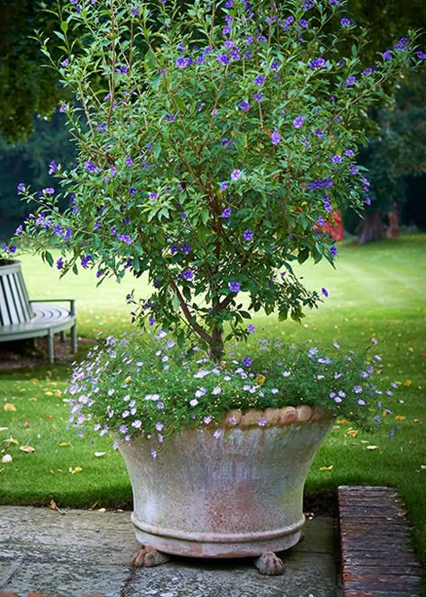 Potted Trees Patio, Patio Trees, Potted Plants Outdoor, Back Garden Design, Cottage Garden Design, Italian Garden, Garden Inspo, Potted Trees, Mediterranean Garden