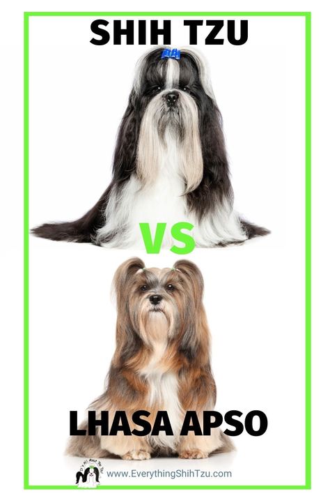 Lasha Apso Dogs, Lhasa Apso Dogs, Lhasa Apso Tattoo, Llaso Apso, Lhasa Apso Grooming, Shih Apso, Lhasa Apso Puppy, Lhasa Apso Puppies, Animal Therapy