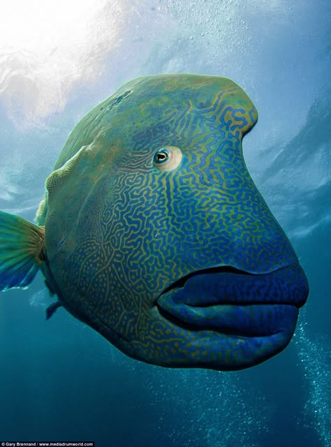 Wally the Napoleon Wrasse is a popular feature on the Great Barrier Reef and seems to enjoy the attention of tourists