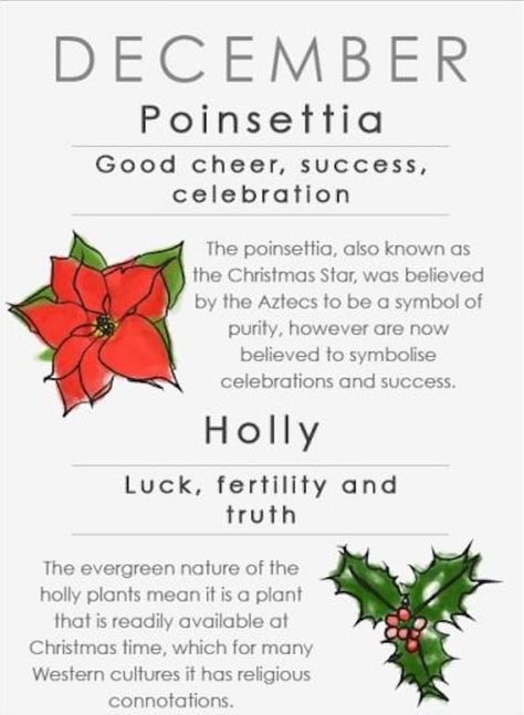 Selamat Hari Valentine, Meaning Of Flowers, Holly Flower, Flower Symbolism, Plants Drawings, Holly Plant, Illustrated Flowers, December Birth Flower, Flower May