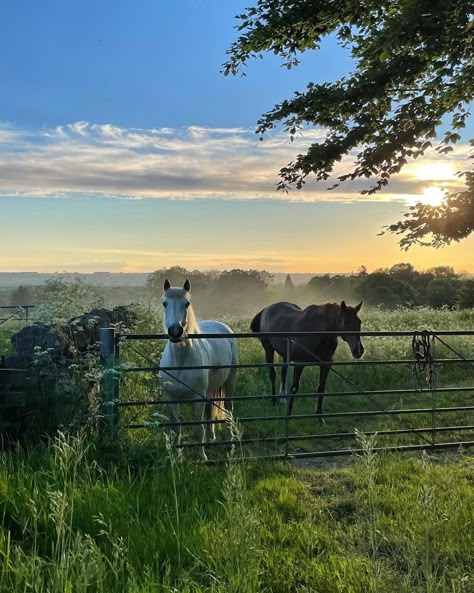 Dream Stables, Future Farms, Country Lifestyle, Countryside House, Horse Stables, Country Side, Horse Life, Stately Home, The Cotswolds