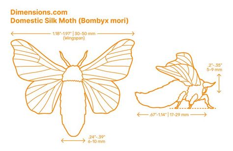 The Domestic Silk Moth (Bombyx mori) is a moth related to the wild silk moth. The silkworm is the caterpillar of the Silk Moth. While the species is native to China, it has been introduced throughout the world, and with complete domestication, it is no longer found in the wild. Downloads online #insects #arthropods #invertebrates #animals Invertebrates Animals, Bombyx Mori, Silk Moth, Living Organisms, Arthropods, Human History, In The Wild, Caterpillar, Character Design Inspiration