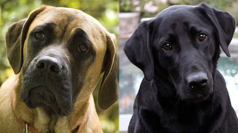 Mastador (Labrador & Mastiff Mix) Info, Pictures, Facts, Traits | Hepper Mastador Dog, Lab Mastiff Mix Dog, English Mastiff Art, North American Mastiff, English Mastiff Aesthetic, Mastiff Mix, English Mastiff, Large Backyard, Most Popular Dog Breeds