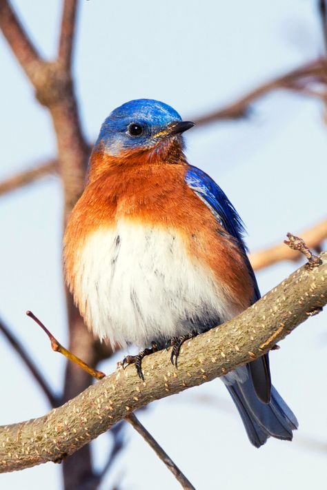 17 Incredible BLUE BIRDS of North America | Eastern Bluebird Ohio Birds, Royal Blue And Orange, Orange Birds, Blue Bird Art, End Of Spring, Birds Of North America, Nest Box, Eastern Bluebird, Orange Bird