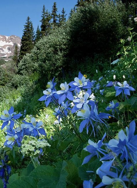 The Colorado blue columbine is a species of flowering plant in the buttercup family Ranunculaceae, native to the Rocky Mountains, USA. The Latin specific name coerulea (or caerulea) means "sky blue". Spruce Tree Tattoo, Colorado Blue Columbine, Blue Spruce Tree, Buttercup Flower, Columbine Flower, Spruce Tree, Flowers Purple, Blue Spruce, Tree Tattoo