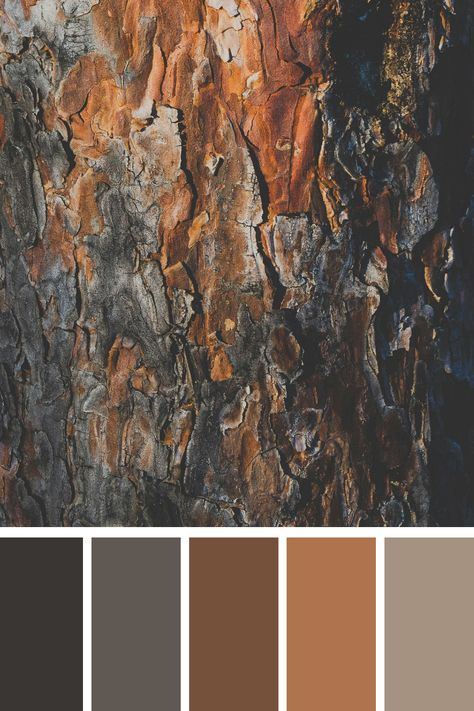 Earth Tone Color Palette of a brown and black tree trunk. It's a striking image with strong textures and contrasts, perfect for inspiring a palette that includes rich browns and deep, dark tones. Neutral Earth Tone Color Palette, Color Palette Brown Earth Tones, Wheat Color Palette, Brown And Black Color Palette, Western Color Palette, Earth Color Palette, Bronze Color Palette, Rust Palette, Dark Earth Tones