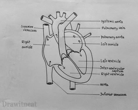 DRAW IT NEAT : How to draw internal structure of Human heart - Easy version Easy Heart Diagram, Respiratory System Drawing Easy, Internal Structure Of Heart, Heart Structure Diagram, Heart Diagram Drawing, Simple Heart Diagram, Diagram Of Heart, Heart Anatomy Drawing, Drawing Biology