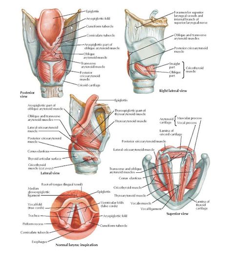 Larynx Anatomy, Human Respiratory System, Anatomy Head, Voice Therapy, Speech Therapy Tools, Gross Anatomy, Basic Anatomy And Physiology, Nursing School Survival, Speech Path