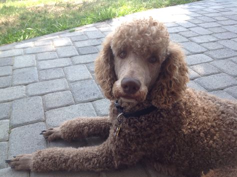 Chocolate standard poodle. Marcel with a mustache. Poodle With Mustache, Poodle Mustache, I Like Your Cut G, Poodle Hairstyles, Standard Poodle Grooming, Poodle Training, Power Of The Dog, Poodle Haircuts, Poodle Hair