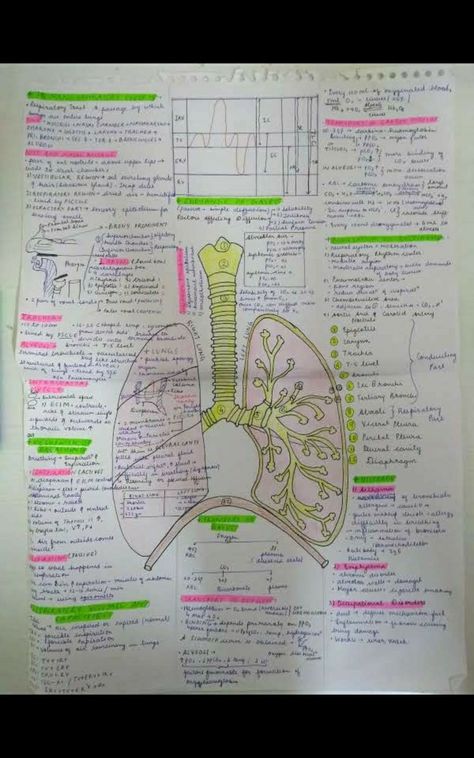 Breathing And Exchange Of Gases Notes For Neet, Lungs Notes, Breathing And Exchange Of Gases Notes, Breathing And Exchange Of Gases, Ncert Biology, Neet Study, Neet Notes, Bio Notes, Learn Biology