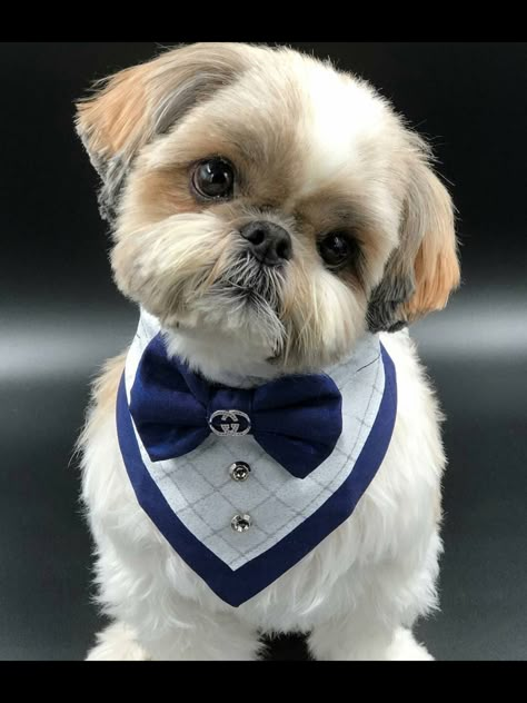 Shitzu Dogs, Perro Shih Tzu, Chien Shih Tzu, Shitzu Puppies, Dog Haircuts, Dog Clothes Diy, Dog Diy, Dog Clothes Patterns, Shih Tzu Puppy