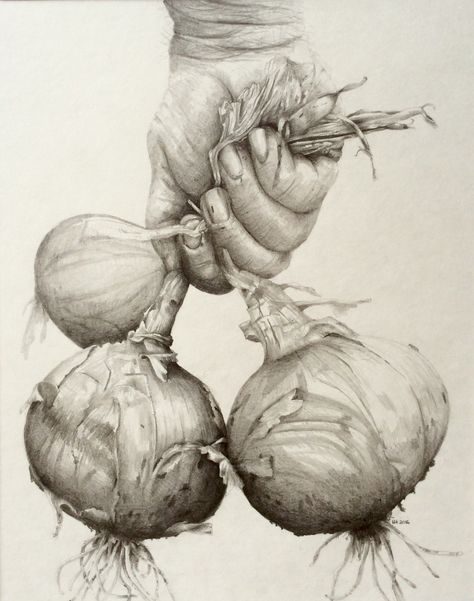 Pencil drawing of onions Onion Drawing, Form Drawing, Food Drawings, Art Pencil, Natural Form, Bedroom Headboard, Spring Onion, Botanical Drawings, Natural Forms