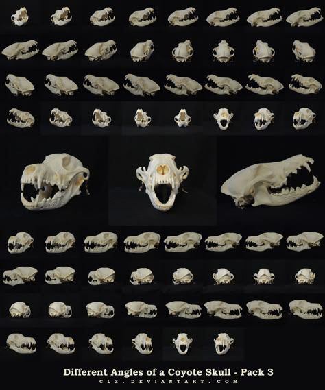 Different Angles of a Coyote Skull Pack 3 by XeiArt on DeviantArt Wolf Skull Side View, Different Angles Reference, Skull Dog Art, Angles Reference, Canine Skull, Coyote Skull, Fox Skull, Dog Skull, Skull Anatomy