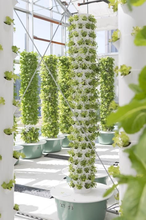 Women Farmers, Hydroponic Gardening System, Real World Problems, Growing Vegetables Indoors, Vertical Garden Plants, Indoor Farming, Modern Agriculture, Hydroponic Farming, Vertical Garden Design