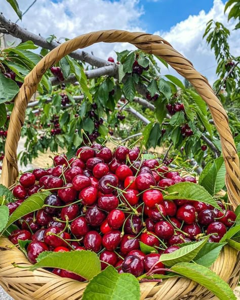 Rare Fruits, Cherry Farm, Food Web Design, Black Cherries, Fruits Photos, Fruits Images, Fruit Photography, Have Inspiration, Fruit Drinks