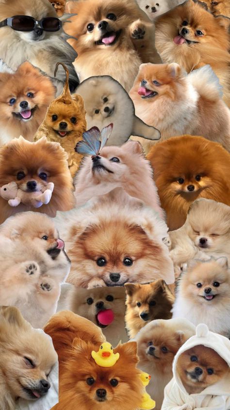 Adorable pomeranians cute pomeranian puppies wallpaper collage background Cute Pomeranian Puppies Wallpaper, Cute Pomeranian Puppies, Puppies Wallpaper, Cute Fluffy Puppies, Motorcycle Drawing, Cute Bunny Pictures, Puppy Wallpaper, Cute Pomeranian, Pomeranian Puppies