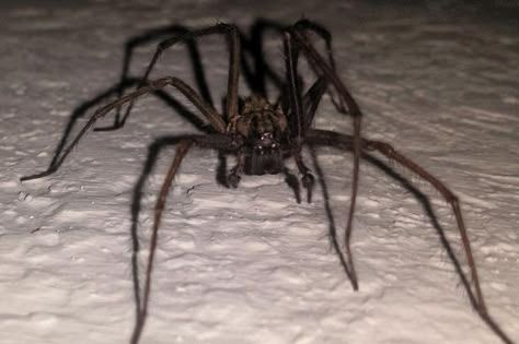 Giant House Spider, Spider Scary, Spiderverse Oc, Enemy Design, Scary Spiders, Spider Animal, Spider Web Drawing, Cute Spiders, Scary Spider