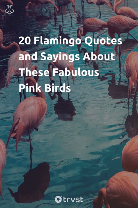 "20 Flamingo Quotes and Sayings About These Fabulous Pink Birds"- Due to the flamingo's striking pink feathers and behavior, people made them symbols of beauty, balance, and bravado. Furthermore, since they are located in lakes and estuaries, most famously in the Caribbean Islands, we associate them with tropical vibes and summer parties. Our curated flamingo quotes... #trvst #quotes #biodiversity #caribbean #beauty #birds #balance #feathers #people #bird #nature #biology #planetearthfirst Flamingo Sayings Quotes, Funny Flamingo Sayings, Flamingo Quotes Inspiration, Flamingo Meaning, Flamingo Sayings, Flamingo Quotes, Flamingo Facts, Feather Quotes, January Holidays