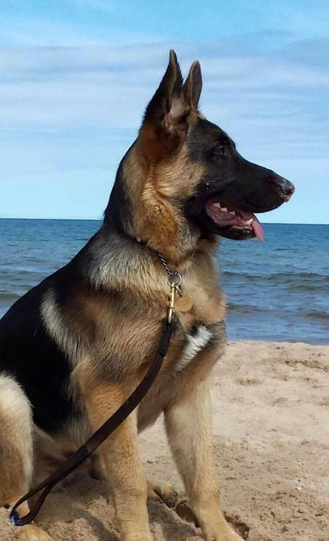 "So beautiful" Shepard Dog, Beach Dogs, German Sheperd Dogs, Dog German, German Shepards, Shepherd Dogs, Cute Dogs And Puppies, Shepherd Puppies, German Shepherd Puppies