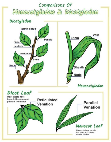 Difference between monocot leaf and dicot leaf Monocot And Dicot Plants, Agriculture Ideas, Botany Lessons, Creative Mind Map, Anatomy Education, Biology Plants, Agricultural Engineering, Plant Physiology, Plant Sketches