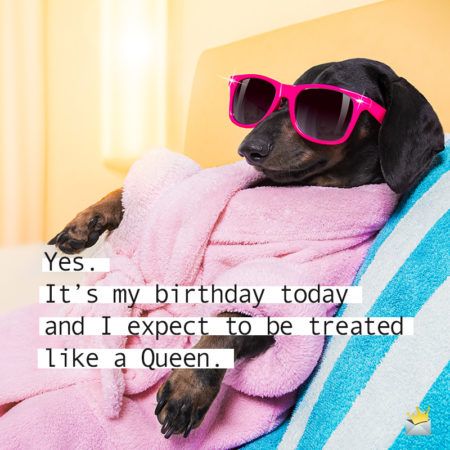 Birthday Wishes For Self, Dog Birthday Quotes, Birthday Captions For Myself, Dog Captions, Funny Birthday Message, Birthday To Me Quotes, Happy 22nd Birthday, Very Funny Images, Happy Birthday To Me Quotes