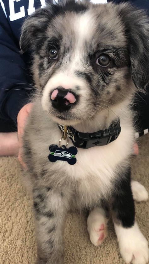 Australian Shepherd Mix With Blue Healer, Aussie Blue Merle, Aussie Shepherd Blue Merle, Blue Australian Shepherd, Blue Merle Australian Shepherd Puppy, Blue Merle Australian Shepherd, Merle Australian Shepherd, Australian Shepherd Blue Merle, Smart Working