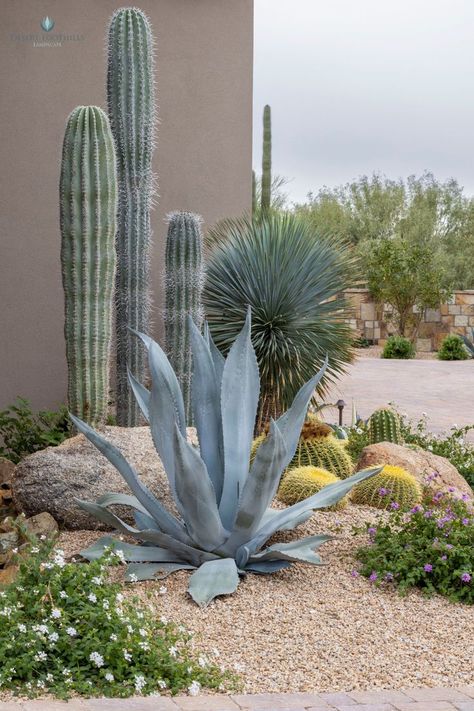 #Desert #plants are just so beautiful! Native Desert Landscaping, Cactus Gardens Modern, Arid Garden Design, Desert Landscape Ideas, Texas Desert Landscaping, Arizona Yard Landscaping, Cactus Plants Outdoor, Country Yard, Arizona Landscaping