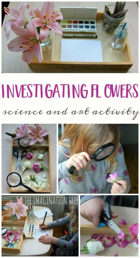 Exploring and drawing flowers activity tray for preschoolers Abordagem Reggio Emilia, Flowers Activity, Ants Activities, Science Activity For Kids, Imagination Tree, Playful Learning, Science Activity, Spring Preschool, Draw Flowers