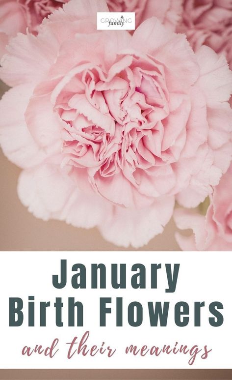 January Birthday Flower, Flower For January Birth Month, January Birth Flower Bouquet Tattoo, Carnation Flower Meaning, Gelatin Cakes, Flower Tattoos On Arm, Sleeve Flower Tattoo, Hand Flower Tattoo, Flowers Month