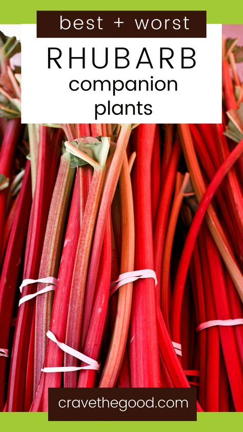 Rhubarb Companion Plants | Companion planting is the practice of growing two or more plants together for mutual benefit. We have compiled a list of companion plants that will work best with your rhubarb crop! This guide will teach you which companion plants are the best and worst, and how these companion crops interact with each other so that both get all they need out of the relationship. | borealbloomhomestead.com Rhubarb Companion Plants, Raspberry Companion Plants, Cucumber Companion Plants, Rhubarb Uses, Strawberry Companion Plants, Dyi Garden, Growing Rhubarb, Companion Planting Guide, Companion Planting Chart