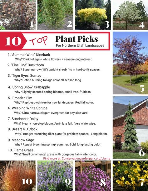 Top ten plants recommended for Northern Utah Utah Landscaping Ideas, Utah Plants, Utah Landscaping, Utah Gardening, Beautiful Flower Beds, Ornamental Grass Landscape, Xeriscape Ideas, Xeriscape Front Yard, Drought Tolerant Shrubs