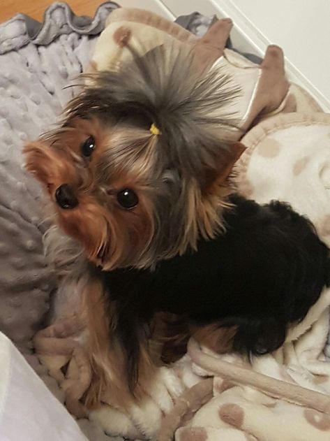 Yorkie Haircuts, Biewer Yorkie, Fluffy Puppy, Teacup Yorkie Puppy, Puppy Mom, Dog Mommy, Yorkie Terrier, Yorkie Lovers, Teacup Yorkie