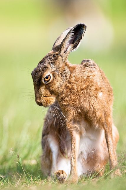 Hare Pictures, Wild Hare, Arte Doodle, Animal Study, Jack Rabbit, Animal Reference, Rabbit Art, Animal Sanctuary, Animal References