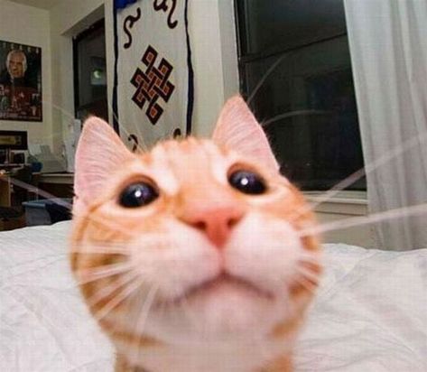 We Can All Learn Some Tricks From These Pro Cats Taking Selfies - I Can Has Cheezburger? Funny Cat Memes, Funny Cat Pictures, Grumpy Cat, Silly Cats, Crazy Cat Lady, Baby Cats, 귀여운 동물, Crazy Cats, 그림 그리기