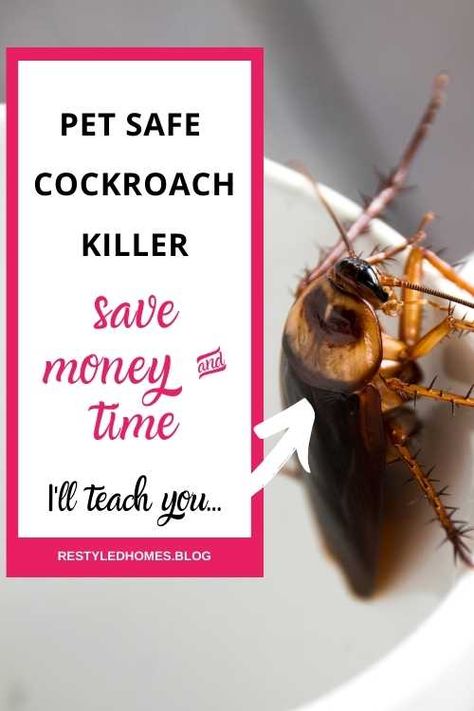 Got cockroaches? Yuck! If you have pets you'll need a pet safe roach killer that works quickly. Here's the advice given by the top pest control company in my area. What they recommended may surprise you. Get rid of your roaches quickly for only a few bucks! Roach control that is natural, easy, and effective! It's safe for use around children and pets. How To Get Rid Of German Roaches Fast, Roach Infestation How To Get Rid Of, Get Rid Of Roaches Fast, Roach Spray, Cockroach Repellent, Roach Infestation, Repel Flies, Cockroach Killer, Kill Roaches