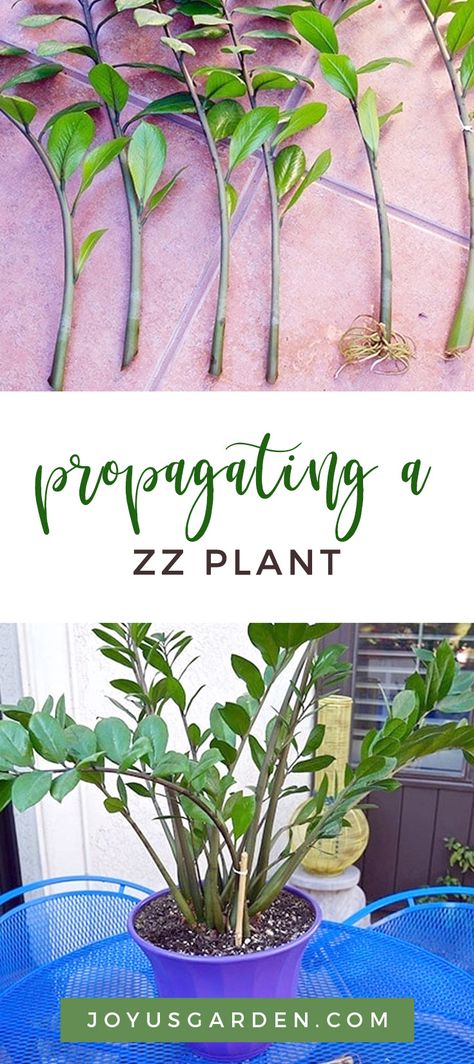 Propagate Zz Plant In Water, How To Propagate A Zz Plant, Zzz Plant, Zz Plant Propagation, Houseplant Propagation, Leaf Propagation, House Jungle, Zz Plants, Plant Parenthood