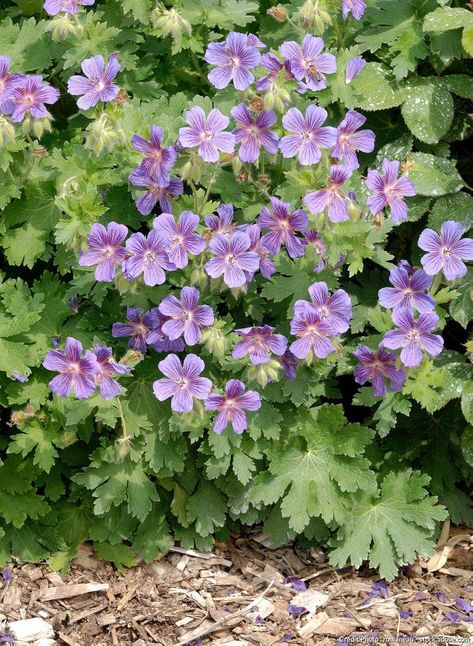 Geraniums, Herbs, Plants, Flowers