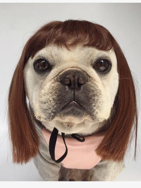 Halloween Decorative Dog Costume Wig for Medium Dogs Frenchies Dog With Bangs Funny, Dogs In Costumes Hilarious, Dog Wigs Funny, Dogs With Wigs, Dog With Wig, Dog Costumes Funny, Goofy Dog, Dog Meme Face, Funny Animal Photos