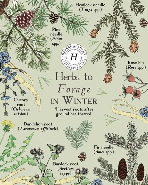 Your Guide to Winter Foraging | Herbal Academy | We're inviting you out into the quiet world and beckoning you away from your snug nest to go with us on a winter foraging journey. Starter Apothecary Herbs, Herbal Plants Medicine, Fall Herbs, Winter Foraging, Winter Herbs, Cichorium Intybus, Arctium Lappa, Medicinal Herb Garden, Sequoia Sempervirens