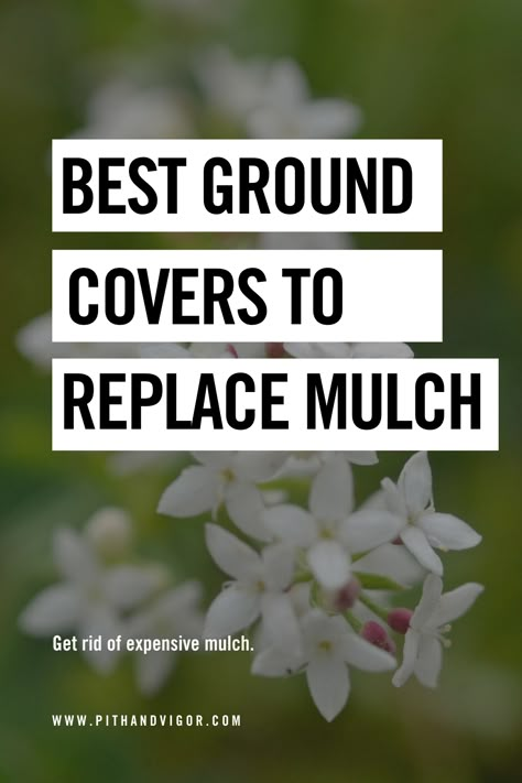 Let’s face it, anywhere you put mulch, you can dig a hole and plant ground cover. Indeed, ground cover plants are simply living mulches that don’t cost time or money to install every spring. Just like mulch they help retain soil moisture, and they keep weeds from crowding in. Ground cover also provides an extra layer of color and, often, beautiful flowers. Inexpensive Ground Cover Ideas, Easy Ground Cover Ideas, Landscaping With Ground Cover Plants, Plants Landscaping Outdoor, No Mulch Flower Beds, Orchard Ground Cover, Natural Ground Cover, Outdoor Ground Cover Ideas, Planting Ground Cover