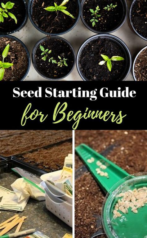 Learn how to grow plants from seeds - step by step! The best seed starting guide for beginners!  All the tips and tricks needed for success starting seeds indoors! Lots of pix, check it out! #seedstarting #startplantsfromseeds # Starting Seeds Inside, California Native Garden, Seedlings Indoors, Plants From Seeds, Urban Backyard, Urban Homestead, Starting Seeds, Starting A Vegetable Garden, Vegetable Garden For Beginners