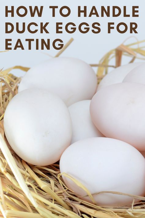 From keeping the eggs clean to storing them properly, it is important to handle duck eggs properly, especially if you plan to eat them. Duck Eggs Vs Chicken Eggs, Recipes Using Duck Eggs, Duck Raising, Backyard Chickens Diy, Keeping Ducks, Cottagecore Recipes, Duck Breeds, Peking Duck, Duck Eggs