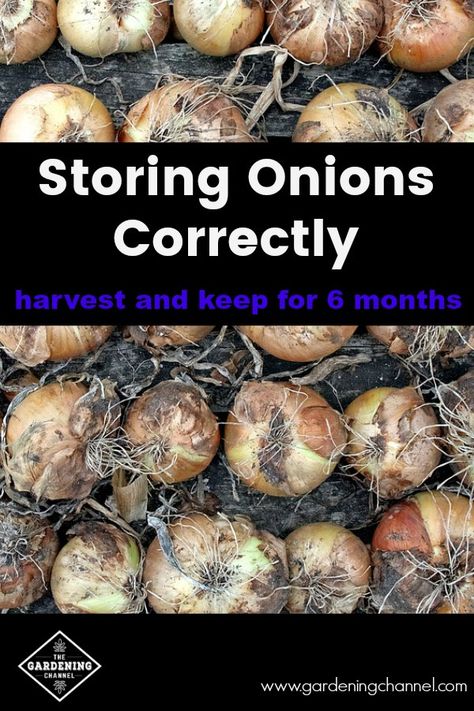 Learn how to properly store your onions. If stored correctly, keep harvested onions up to six months. #gardeningchannel #growingonions #vegetablegardening Fruit Fly Trap Diy, Store Onions, Harvest Onions, Storing Onions, Storing Produce, Preserving Vegetables, Homegrown Vegetables, Survival Food Storage, Growing Onions