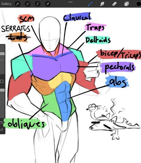 Anime Human Anatomy, Atanomy Reference Poses, Drawing Muscles Men, Body Reference Poses Man, Anatomy Drawing Muscle, How To Draw Male Anatomy, Male Vs Female Anatomy, Muscle Reference Drawing, Drawing Bases Male