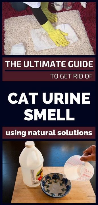 The Ultimate Guide To Get Rid Of Cat Urine Smell Using Natural Solutions - 101CleaningTips.net Cat Pee Smell Removal, Remove Cat Urine Smell, Cat Urine Remover, Cat Pee Smell, Cat Urine Smells, Steam Machine, Pee Smell, Diy Easter Basket, Urine Odor