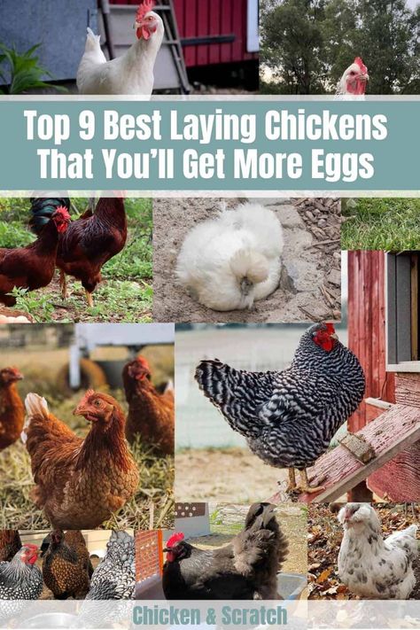 Top 9 Best Laying Chickens That You'll Get More Eggs (Chart) Egg Laying Chickens Breeds, Good Egg Laying Chickens, Chicken Eggs Colors Chart, Best Chickens For Laying Eggs, Best Laying Hens, Egg Chart, Chicken Breeds Chart, Araucana Chickens, Leghorn Chickens